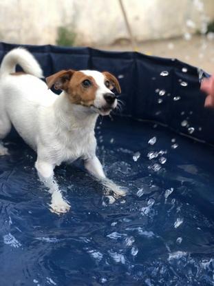 Dina disfrutando la piscina