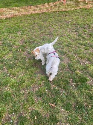 Kira en el parque