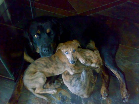 Eros con dos cachorritos de acogida.