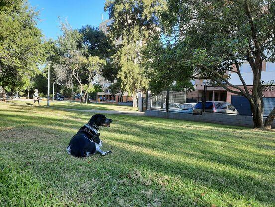 Safo descansando en su sitio favorito del parque