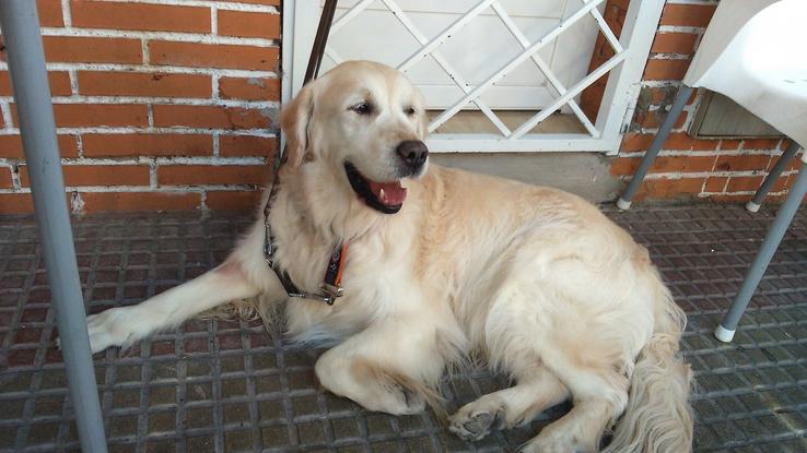 Este precioso Golden es Teo, lo atiendo en guardería y en peluquería desde muy pequeño, ya tiene 11 años!!! Aquí está conmigo en una terraza de verano