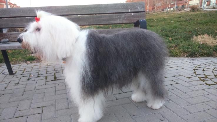 Esta es Luna, un ángel de 4 patas,posando para mí en el parque