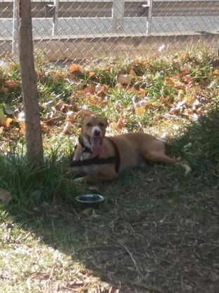 Mi turrón de 2 años después de correr en el parque.