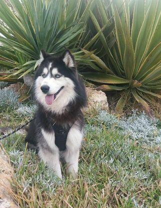 Él es Wisin, otro amigo de turrón del parque de perros al que he paseado varias veces.