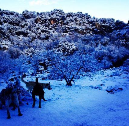 Disfrutando la nieve con Risky , Nita y Luna 🐕