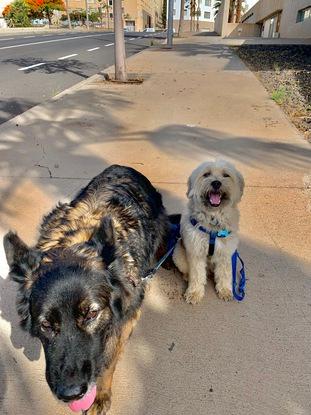 Tayson y Loba de paseo♥️