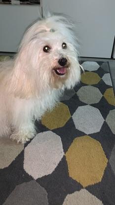 Mi perrita :) es una maltes hermosa