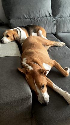 Inca y Gary