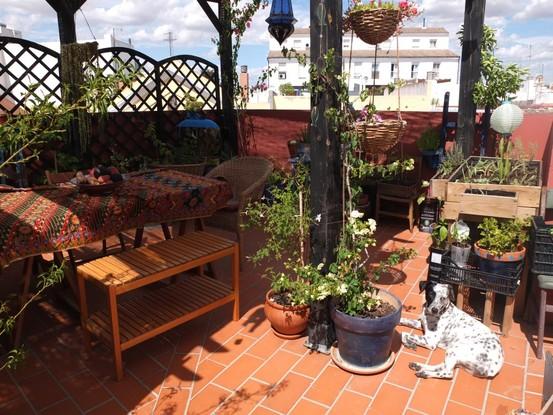 Manchas tomando sol en la terraza