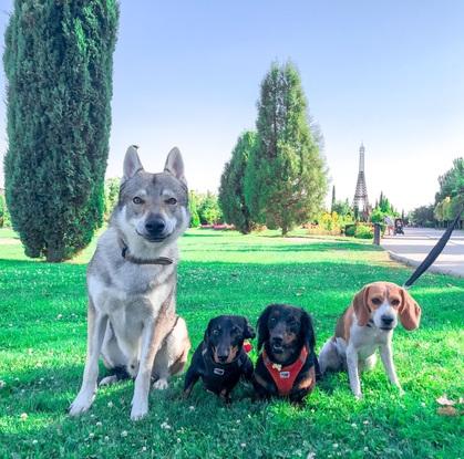 Con sus amigos perrunos