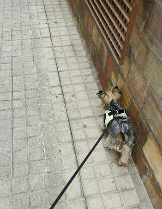 Coco disfrutando de su paseo