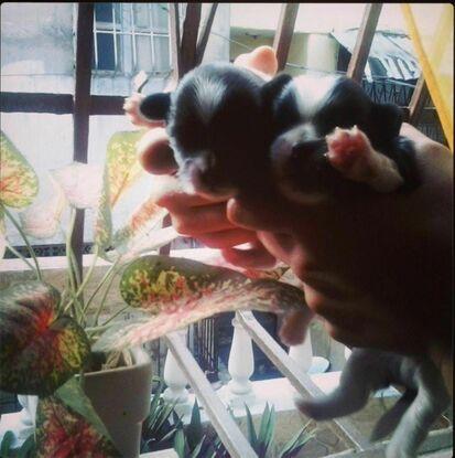 He cuidado cachorros recién nacidos