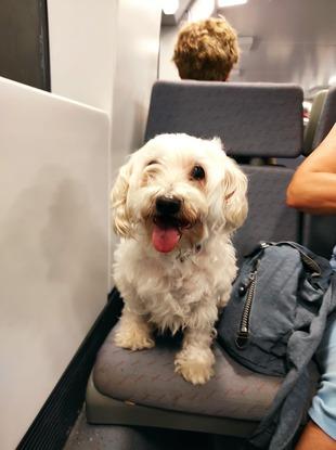 Lua en la Renfe de camino a sitges, le encanta la paya. Veraneamos y vamos case todos los finales de semana ahí.