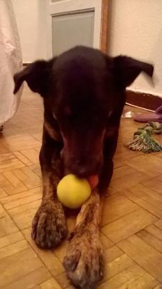 Le regalamos una pelota de tenis, que le gustó desde el primer momento. Qué divertido jugar juntos.