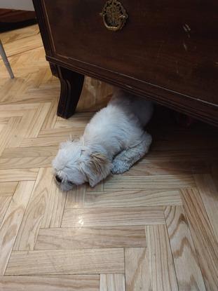 Lola echándose la siesta