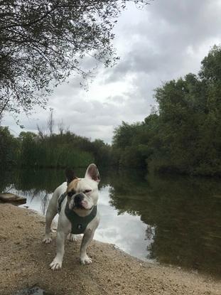 Paseo por el pardo con Goku