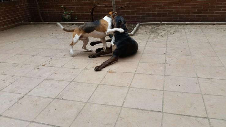 Thor y su amigito jugando en el patio