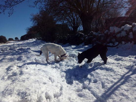 Un día de nieve paseando