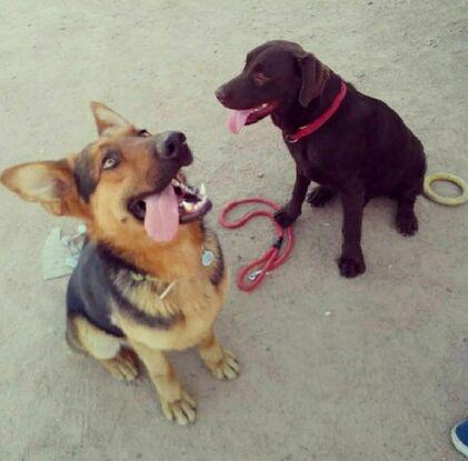 Mi perro Bruto (el Pastor Alemán)