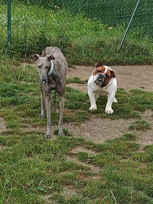 Eris y Freddy en un parque canino