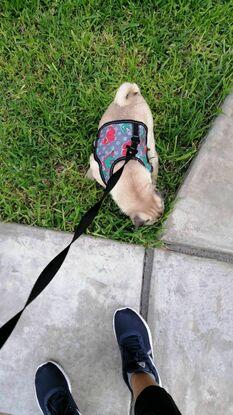 Paseando a Brunito, el perro de mi prima