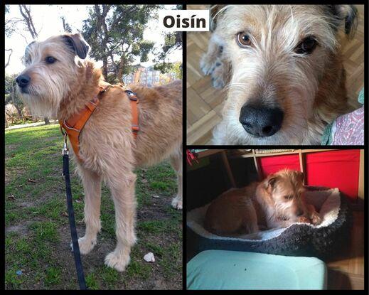 Oisín