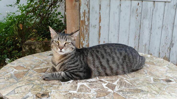 Le plus jeune 🐱 El mas joven 🐱