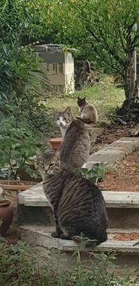 Mes 3 chats à la maison de mes parents mis 3 gatos en .la casa de mis padres.