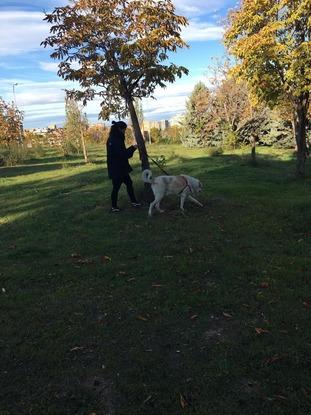 Lucky en el parque de Rodríguez Sagahún