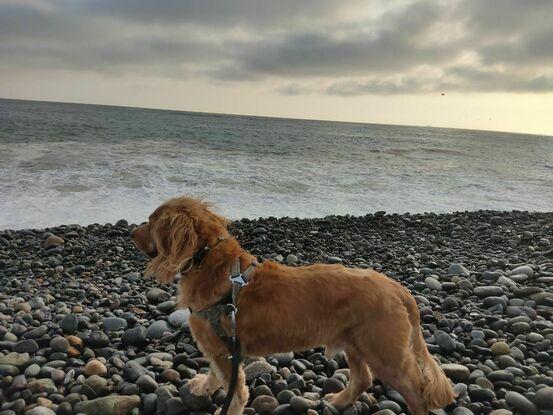 Paseando a Milo por las playas de Lima