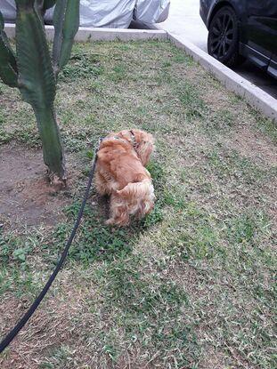 Un paseo por el barrio con Milo