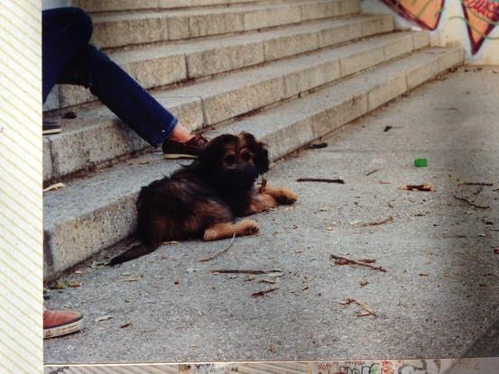 Kala cachorra