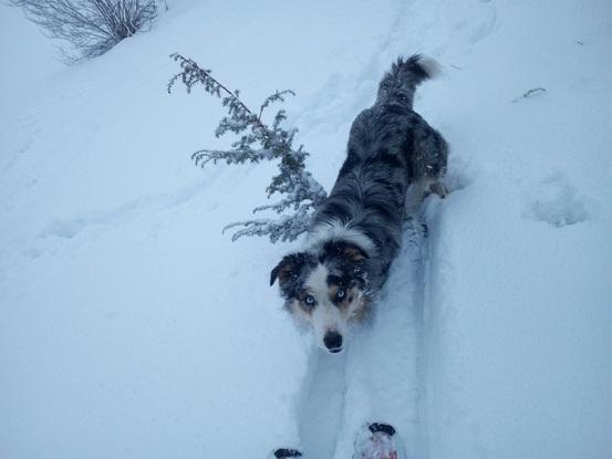 Marley en la montaña