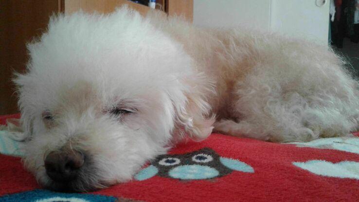 Sasha tomando una siesta