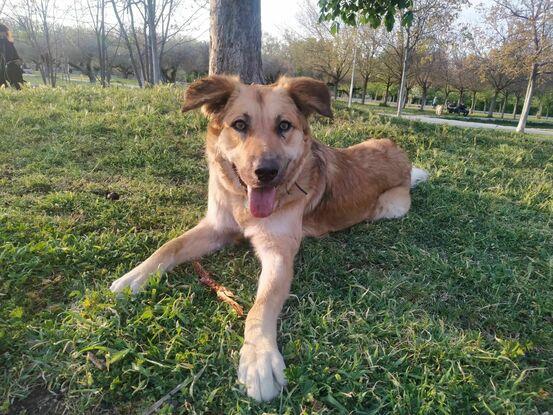 Kala