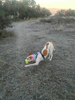 Kala en el campito de casa