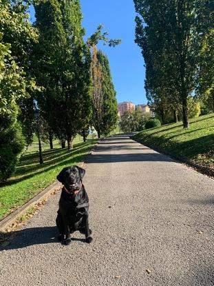 Draco en Parque de Invierno