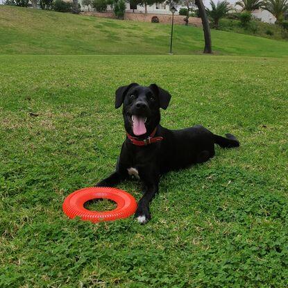 Aprendiendo a atrapar el frisbie