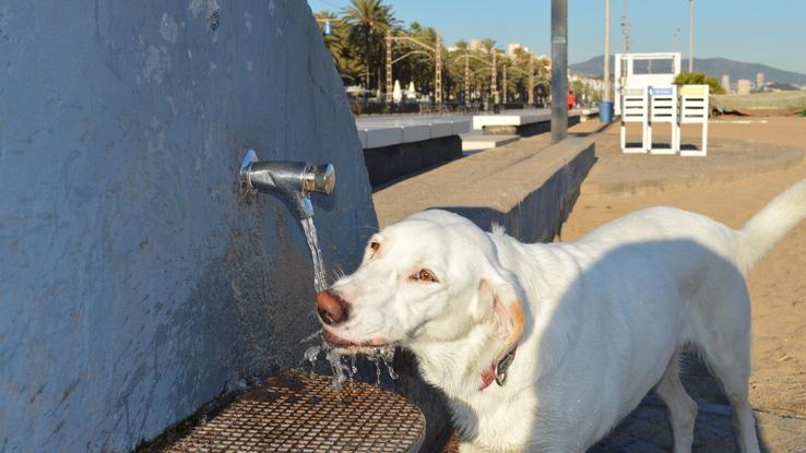 Samba bebiendo