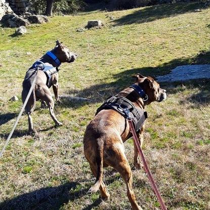 Rocky y Otto