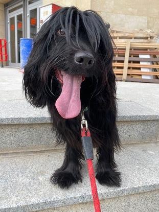 Blackie con su flequillo