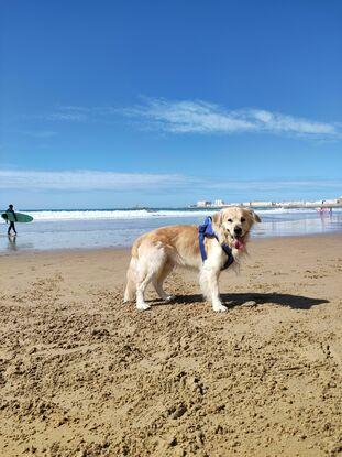 Simba disfrutando en Santa María del Mar 🌊