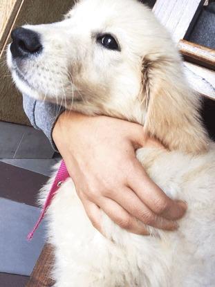 Ambar