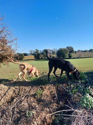 Paseo por el campo