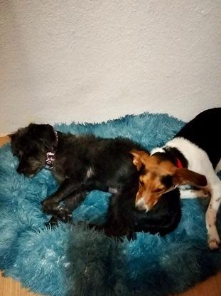 Con Sienna, hermana de acogida