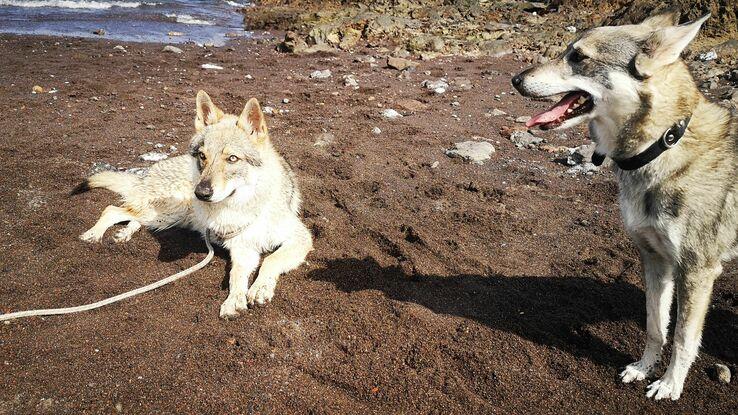 Perro que estaba cuidando mas mi perro en la playa a 5 minutos de mi casa