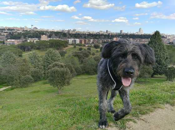 Lennon correteando por la Casa de Campo