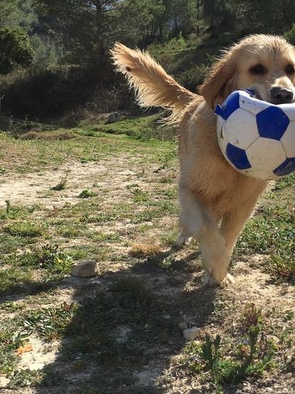 Noah y el balón 