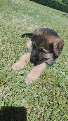 Thor con un par de meses