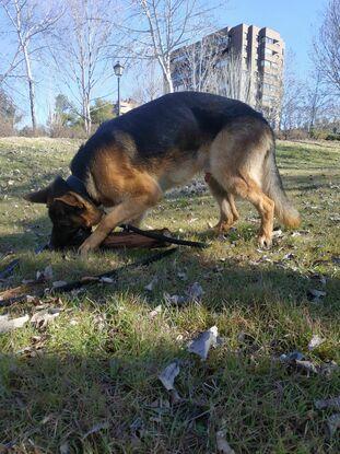 Jagger jugando